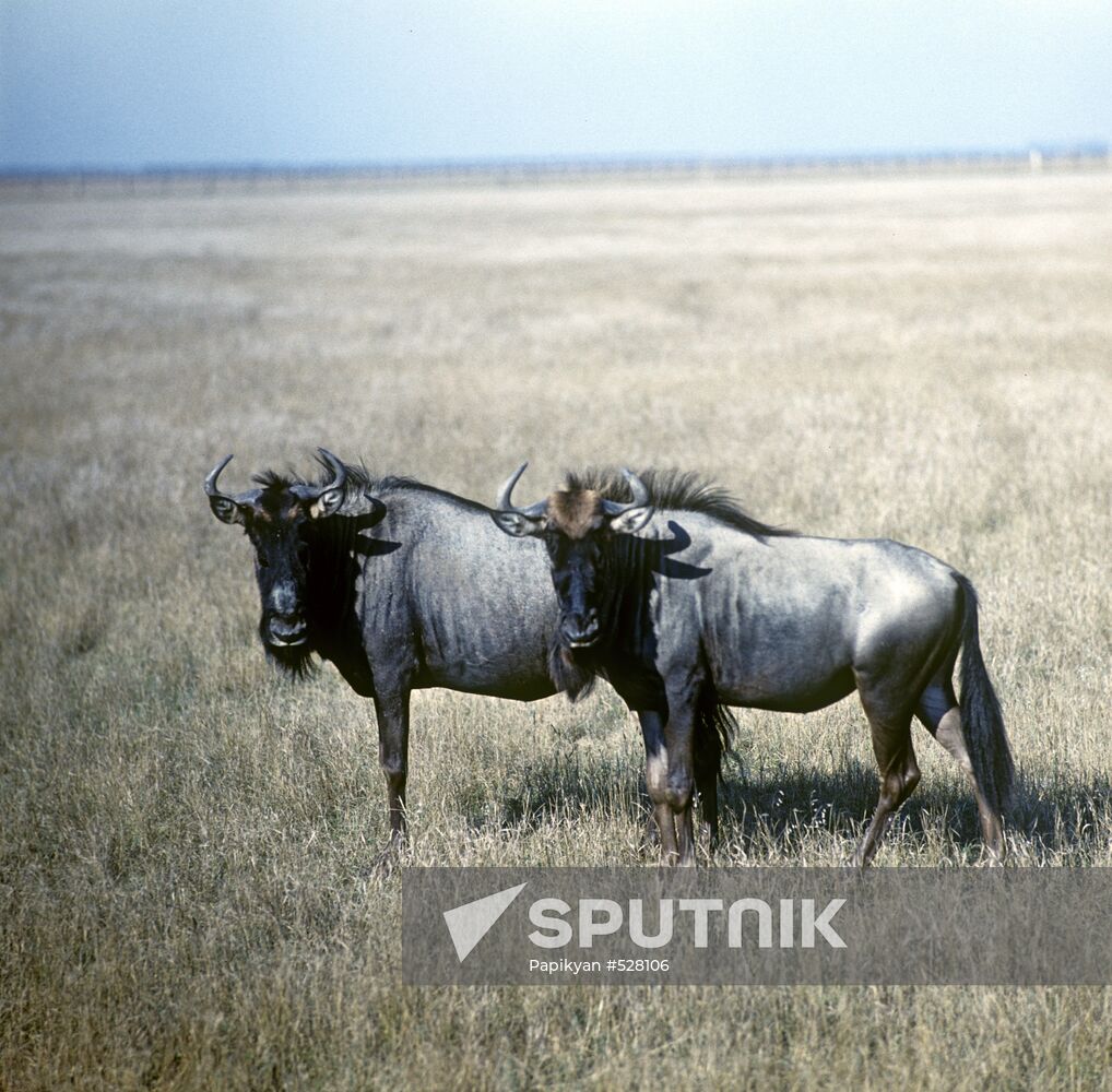 Blue Wildebeest