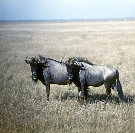 Blue Wildebeest