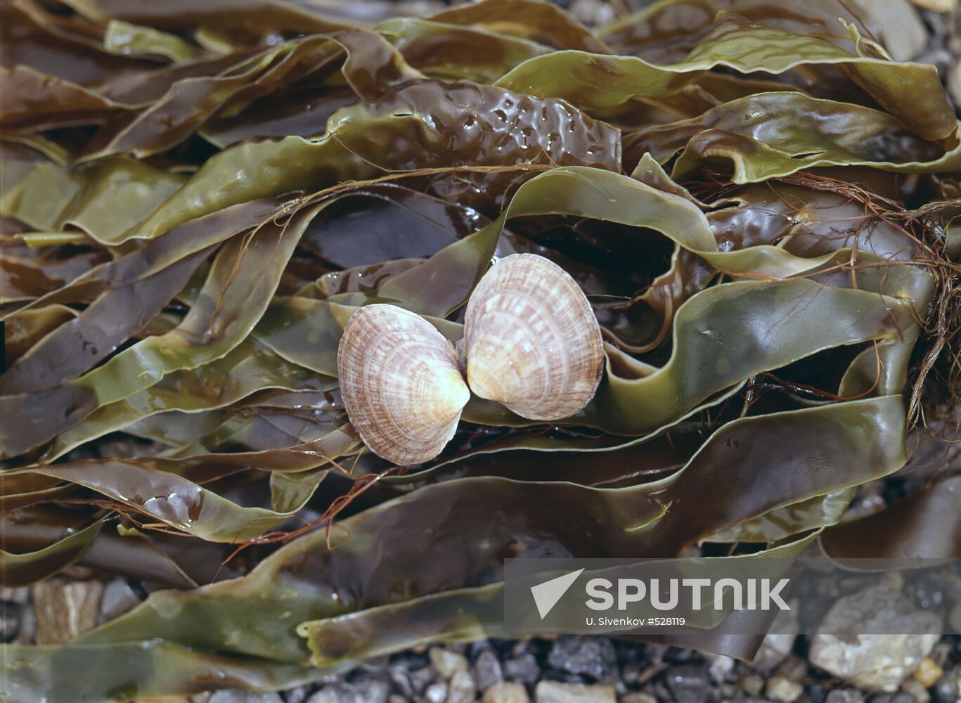 Laminaria