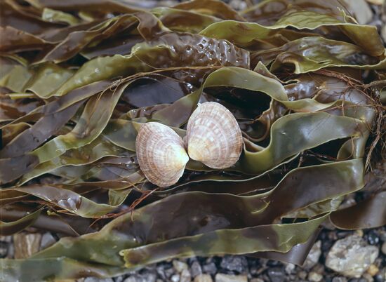 Laminaria