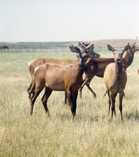 Deer