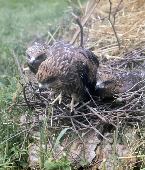 Buzzard's nestlings