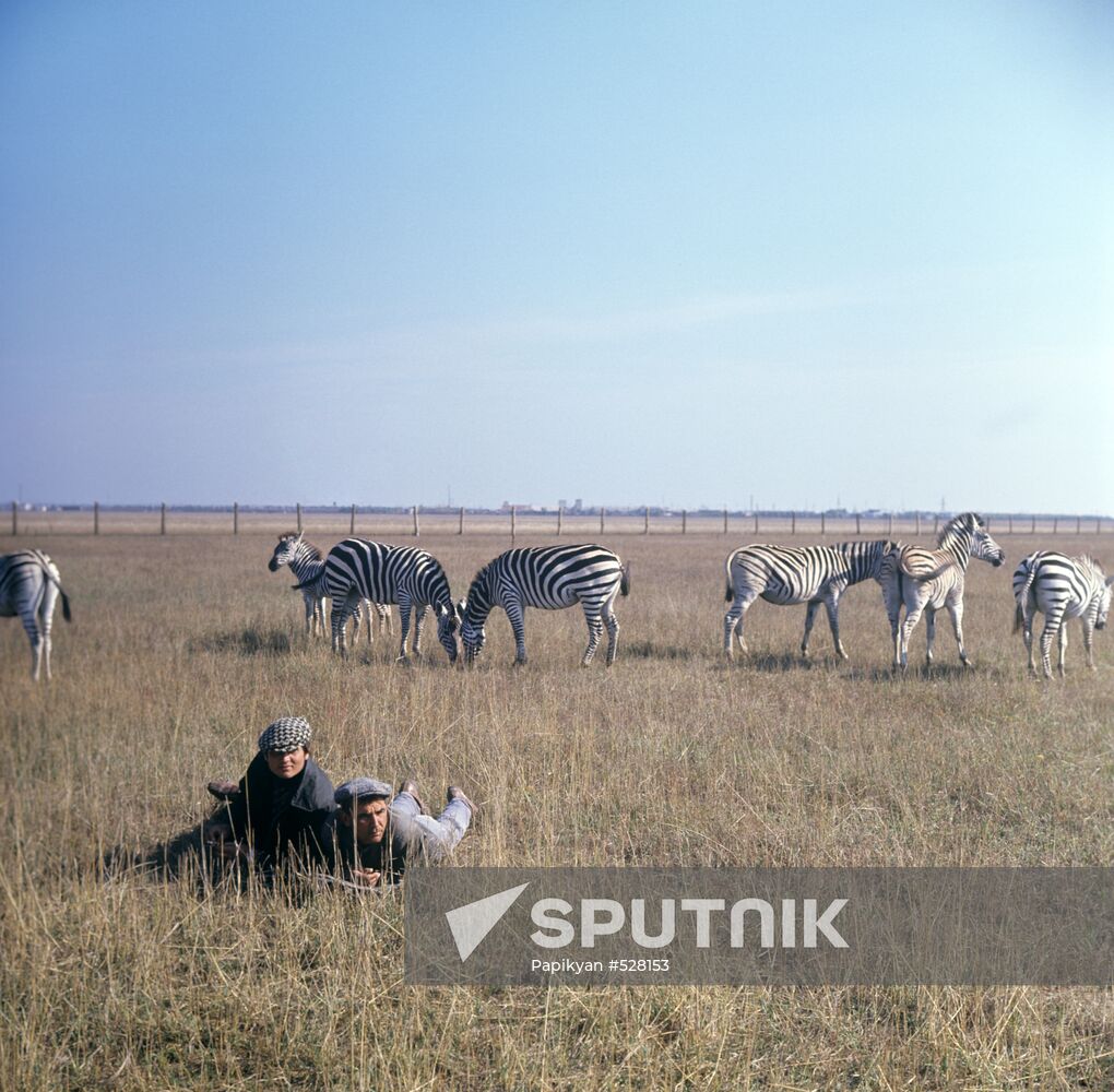Zebras