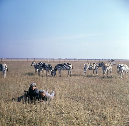 Zebras