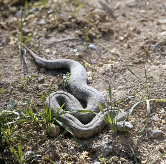 Blunt-nosed viper