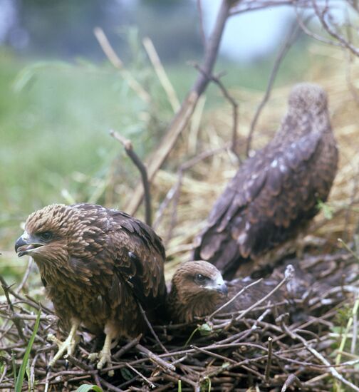 Buzzard's nestlings
