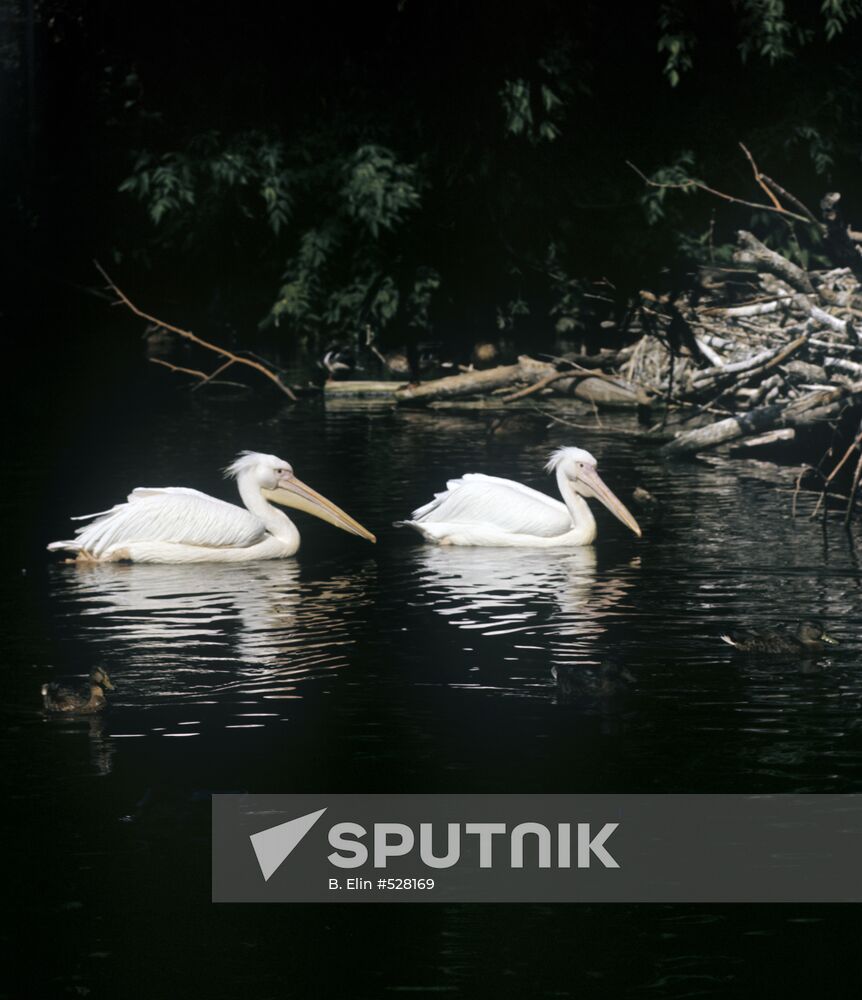 Pink pelicans