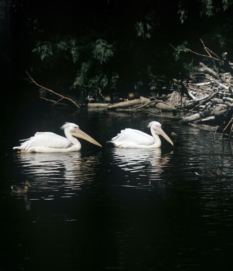 Pink pelicans