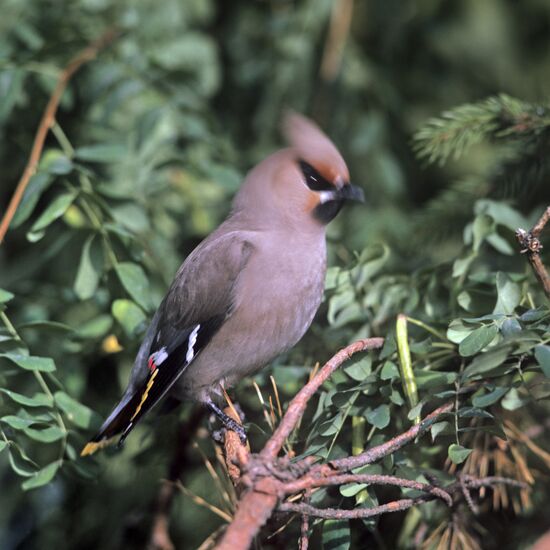 Waxwing