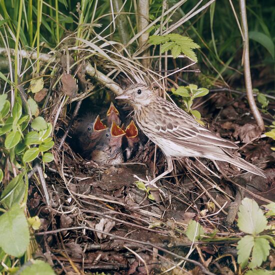 Tree pipit