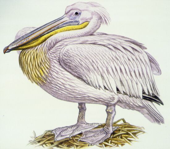 Reproduction of "Great White Pelican" picture