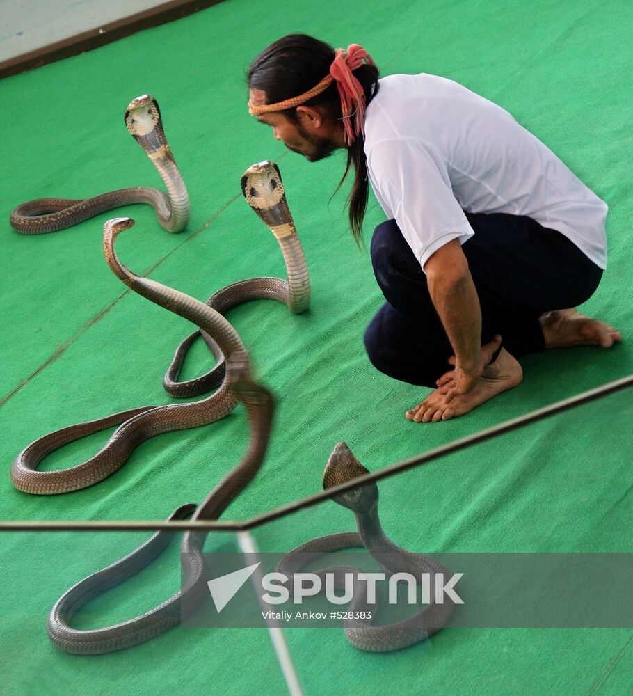 Snake show