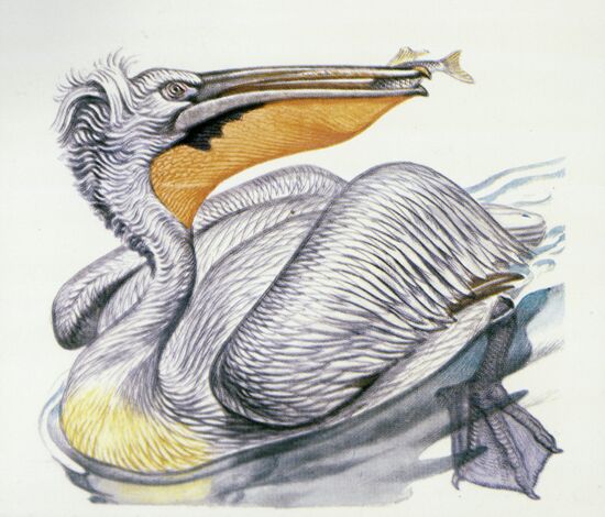 Reproduction of "Dalmatian Pelican" picture