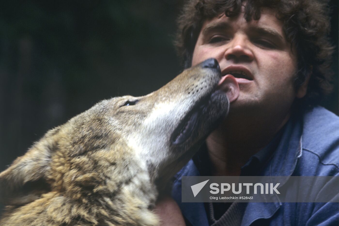 Trainer of zoological base with wolf