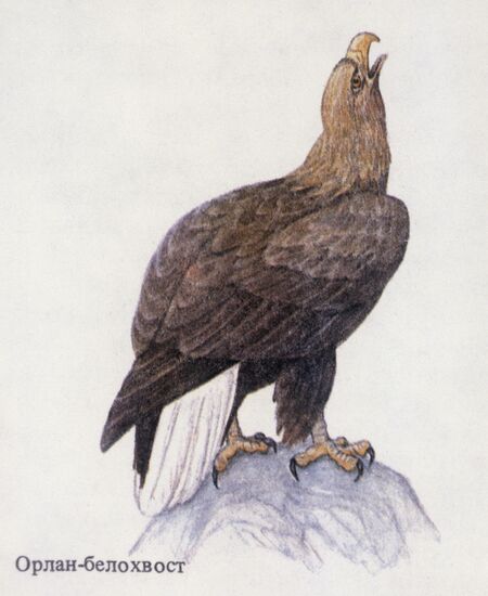 Reproduction of "White-tailed Eagle" picture