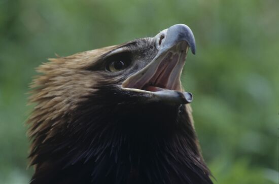 Eagle from zoological facility, Vladimir region