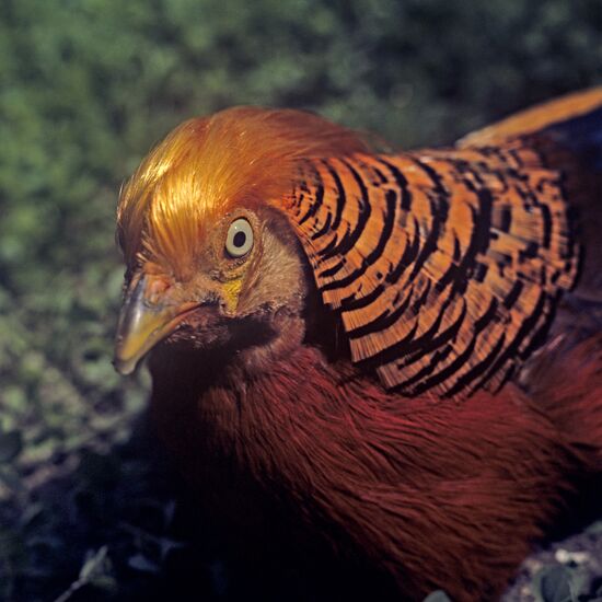 Golden Pheasant