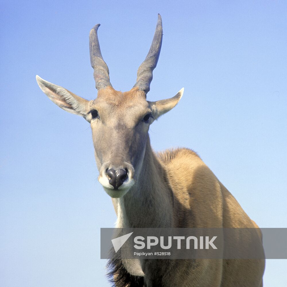 Common Eland