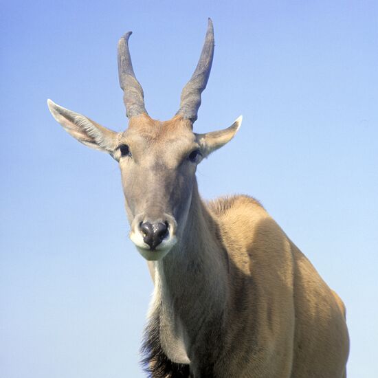 Common Eland