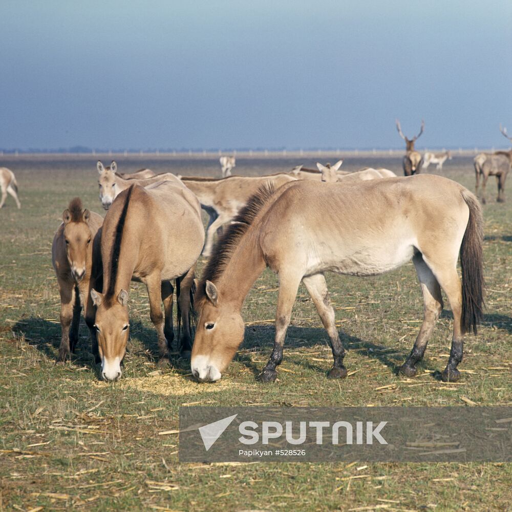 Mongolian Wild Horses