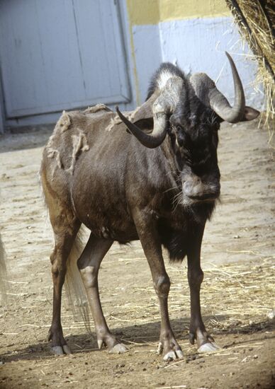 Antelope