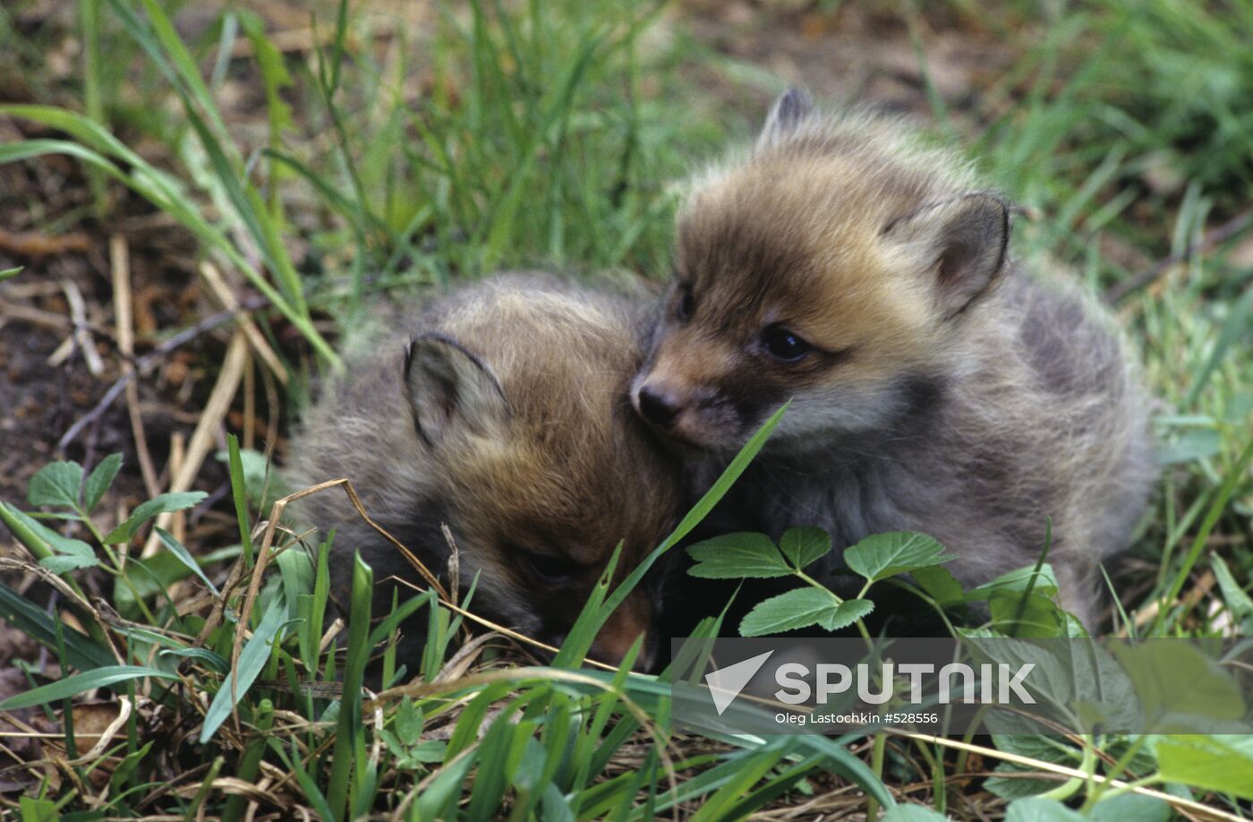 Fox cubs, Vladimir Region