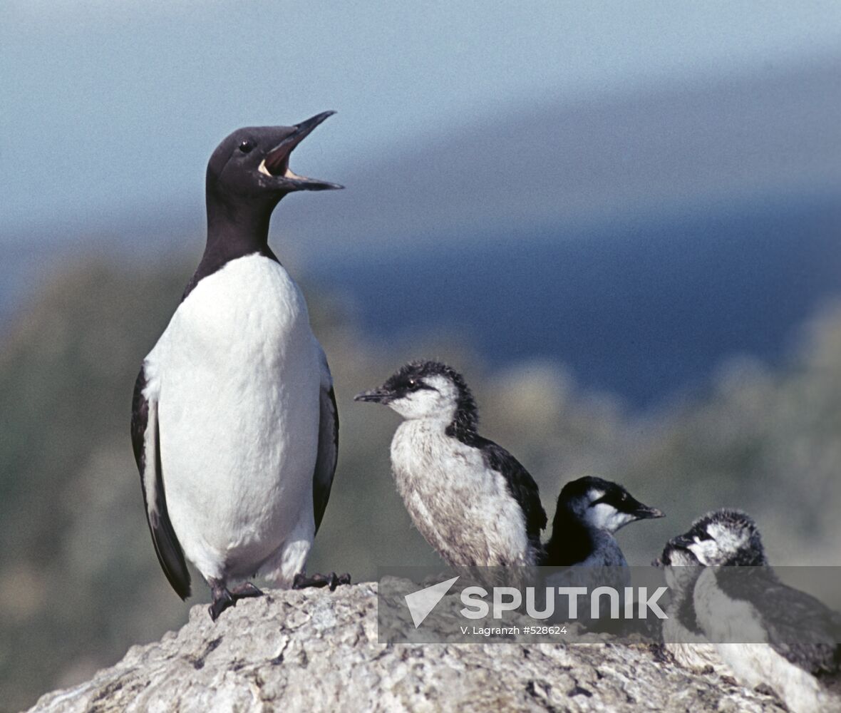 Birds