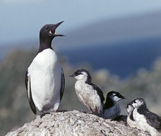 Birds