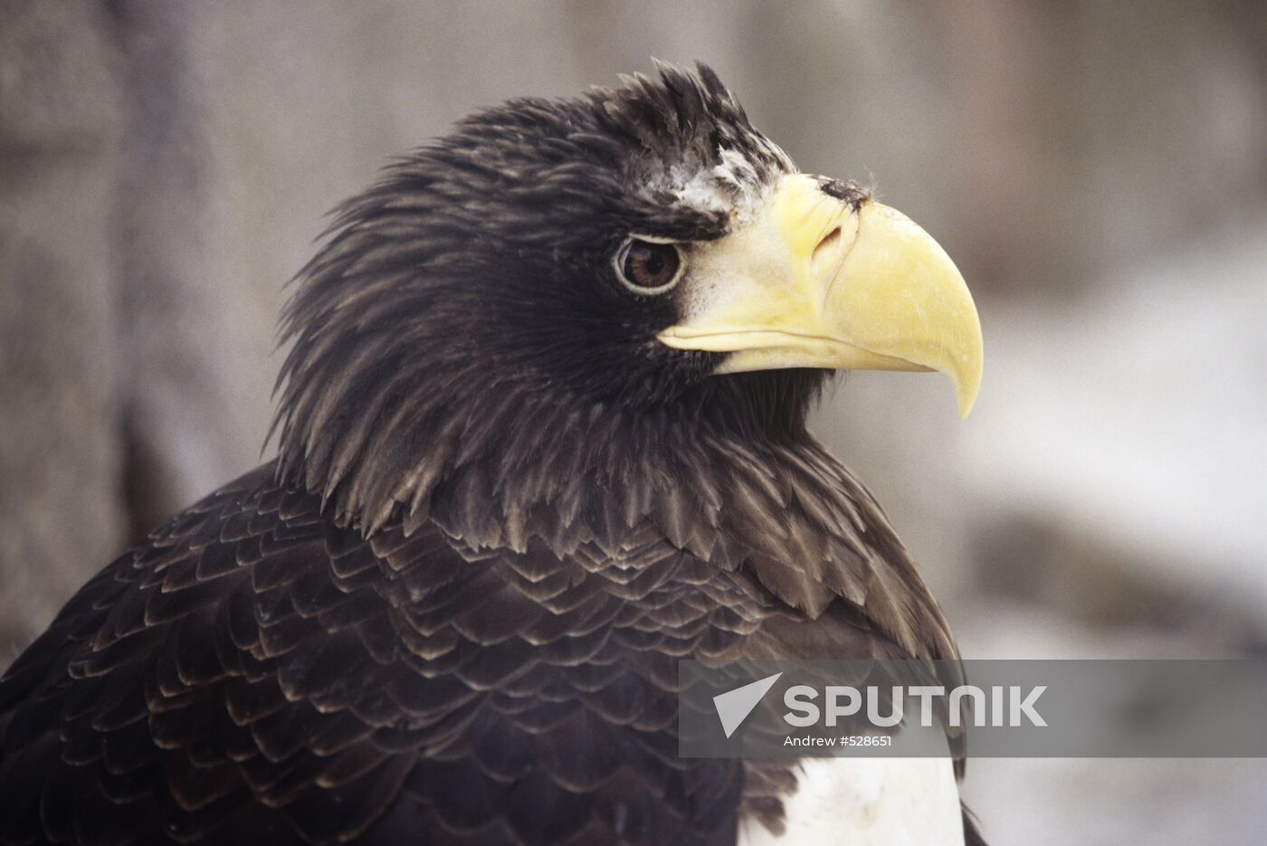 White-breasted eagle
