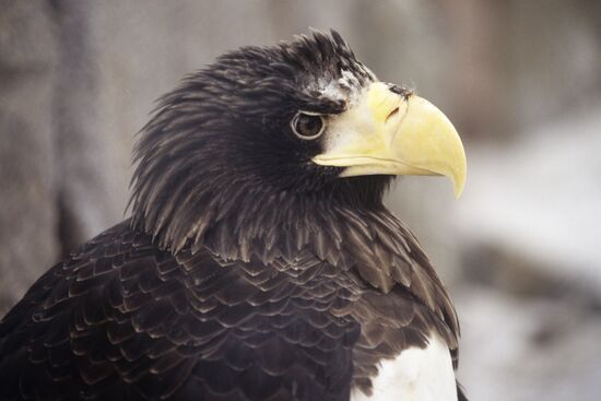 White-breasted eagle