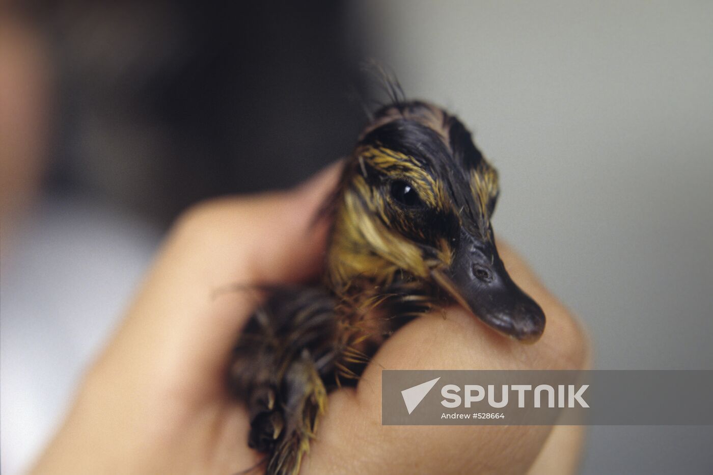 Mallard duckling