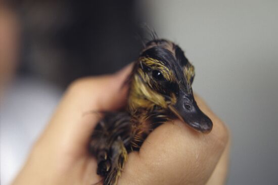 Mallard duckling