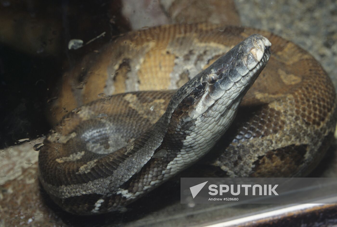 Speckled python