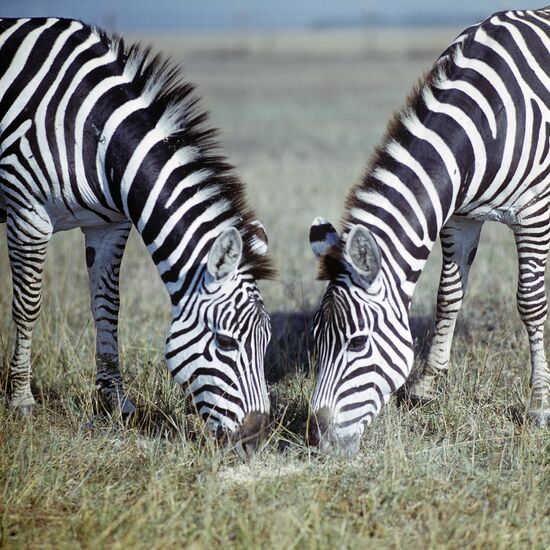 Zebras