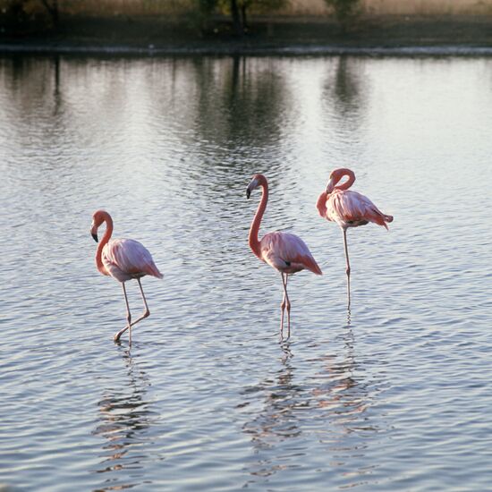 Flamingos