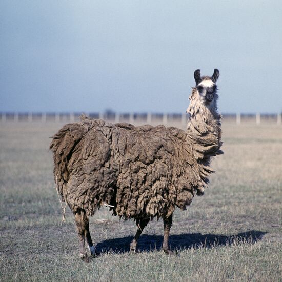 Llama