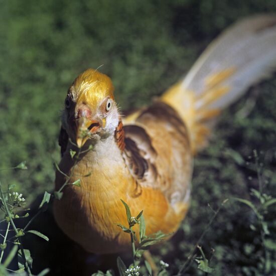 Golden Pheasant