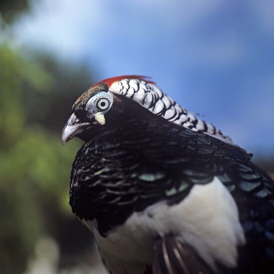 Lady Amherst's Pheasant