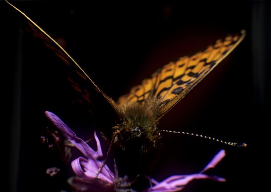 Butterfly