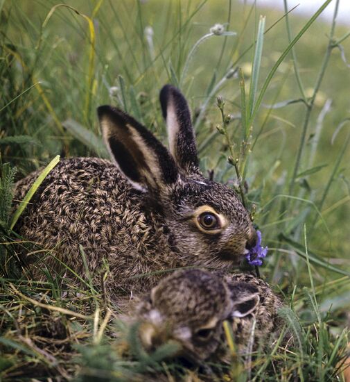 Brown hare