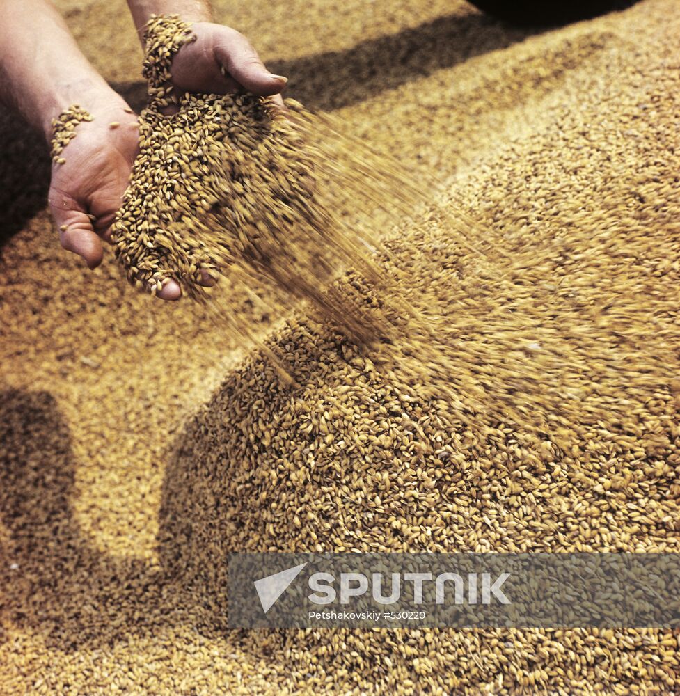 Rice from Kuban
