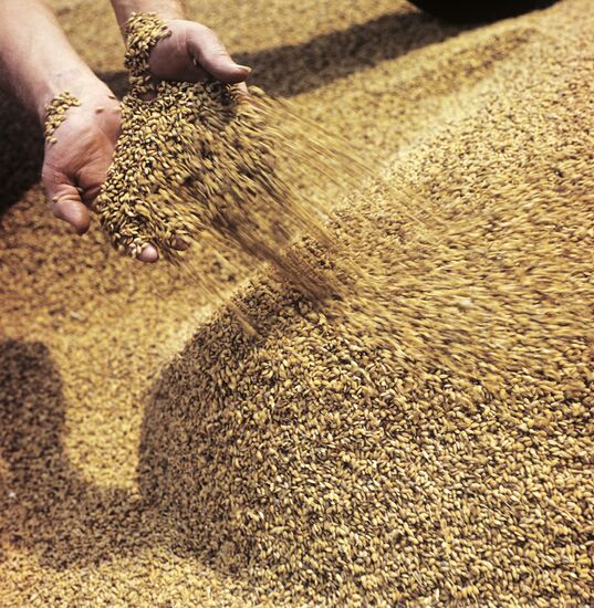 Rice from Kuban