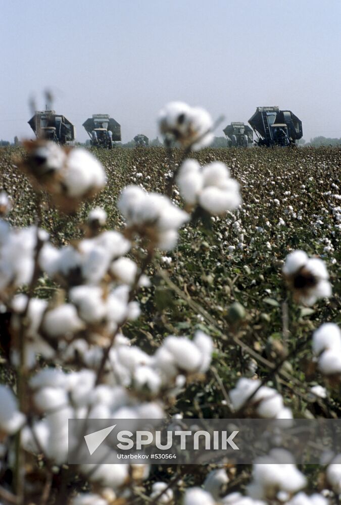 Harvesting in cotton field