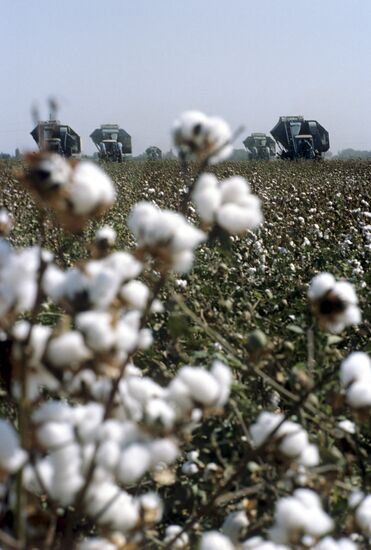 Harvesting in cotton field