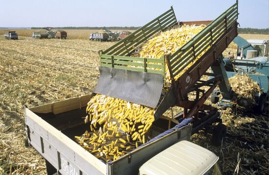 Harvesting corn