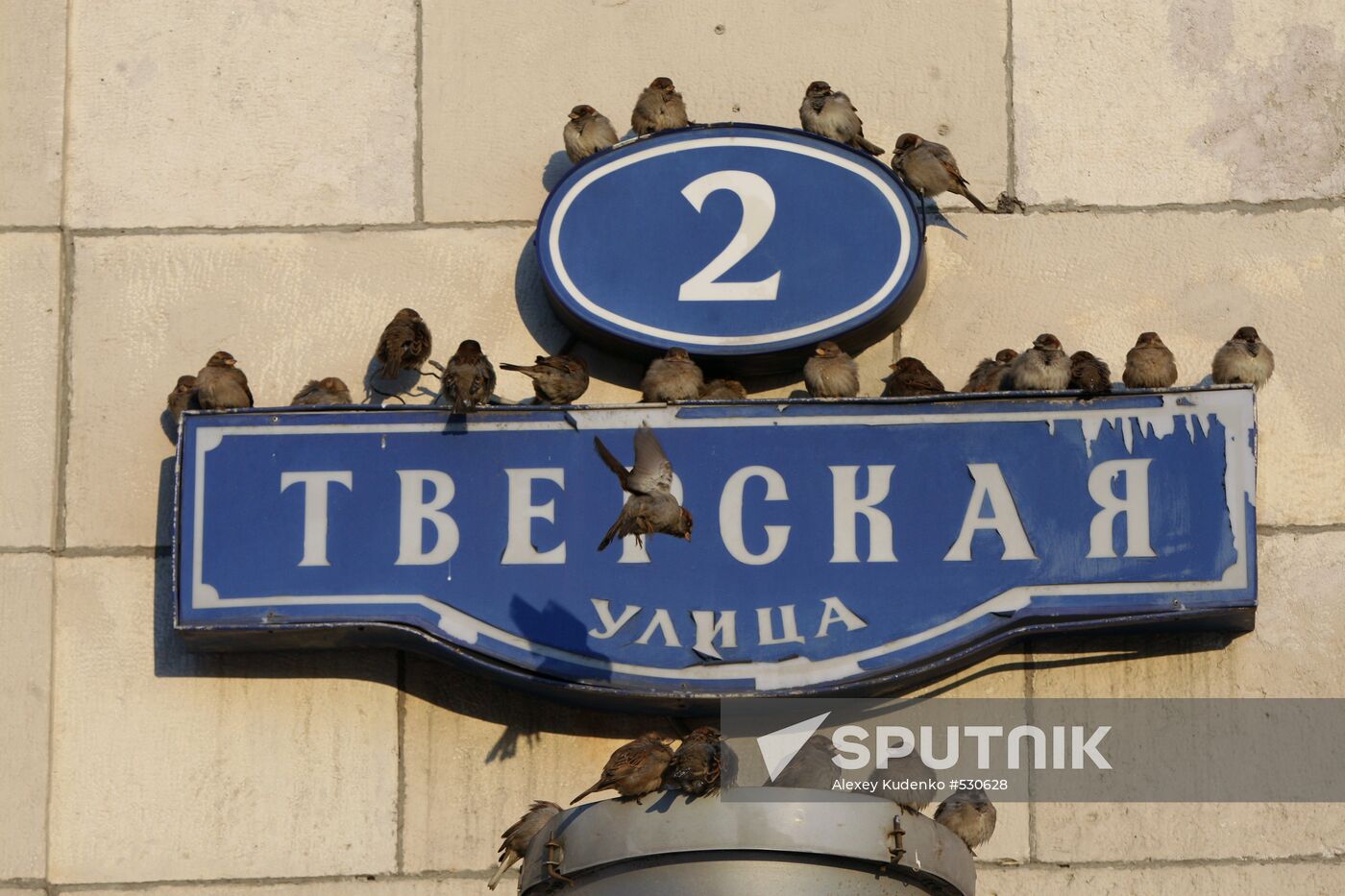 Freezing sparrows on Tverskaya Street
