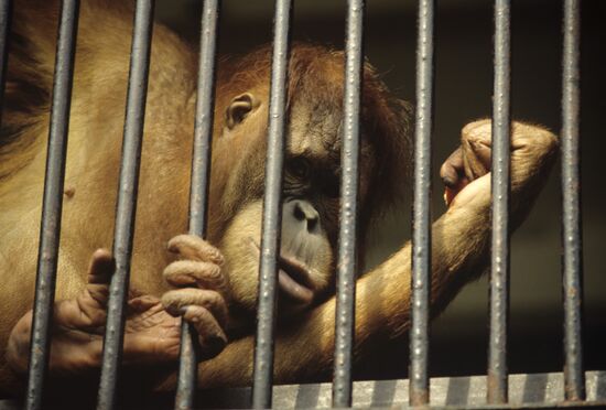 Moscow Zoo