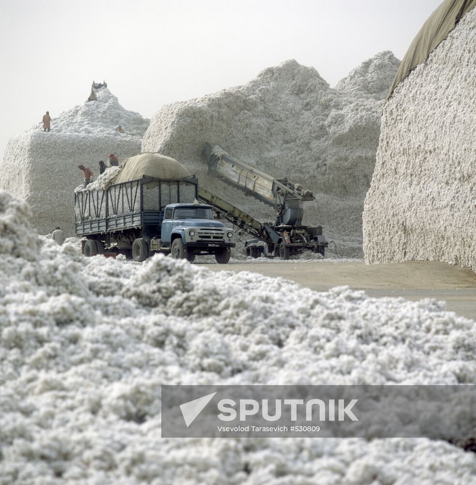 Tajik cotton