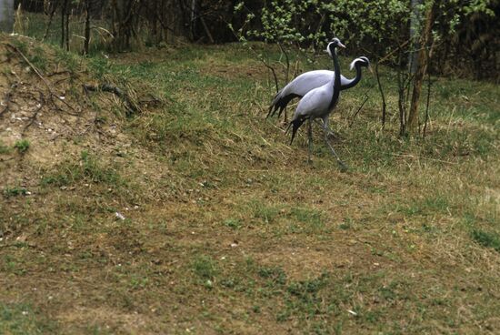 Demoiselle Cranes