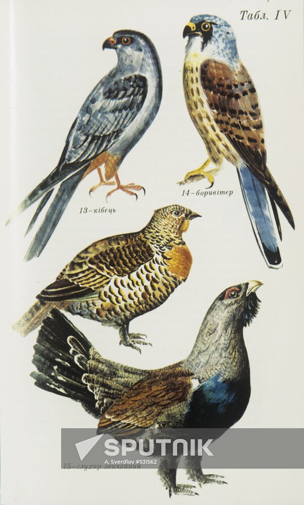 Reproduction of illustration from "Feathery Friends" book
